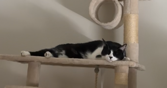 inssaf pet sitter à VENISSIEUX 69200_5