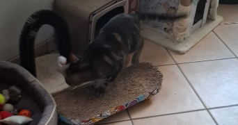 léa pet sitter à LE HAVRE 76600_12