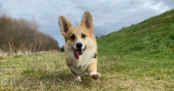 léonore pet sitter à BORDEAUX 33800_3