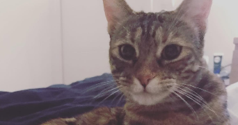 emilie pet sitter à Vélizy-Villacoublay 78140_2