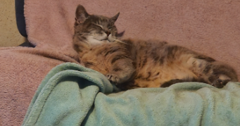 julie pet sitter à BOBITAL 22100_1