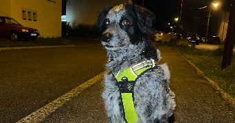 leyla pet sitter à SARRALBE 57430_2