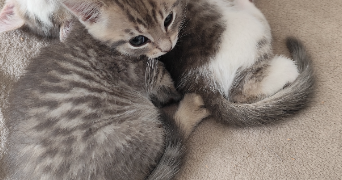 elise pet sitter à LINSELLES 59126_2