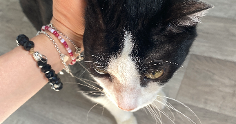 saadia cat sitter à CHATENAY MALABRY 92290_2