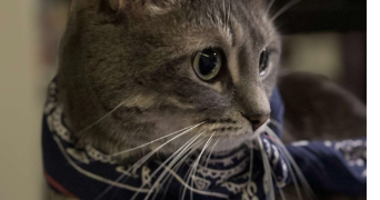mickaël pet sitter à LYON 08 69008_1