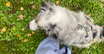 maëlle pet sitter à TOULOUSE 31400_2