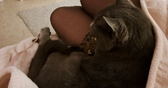 alexandra pet sitter à ISSY LES MOULINEAUX 92130_3