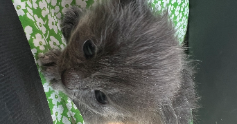 lilou lamaisonbyl  pet sitter à VESCOVATO 20215_5