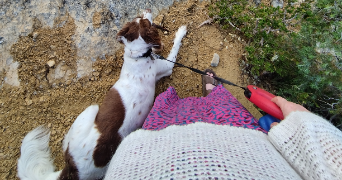 andréa pet sitter à AURIOL 13390_3