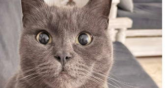 meryem pet sitter à BREST 29200_2