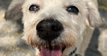 clémence pet sitter à LE PERREUX SUR MARNE 94170_5