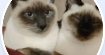 greta pet sitter à FERNEY VOLTAIRE 01210_0