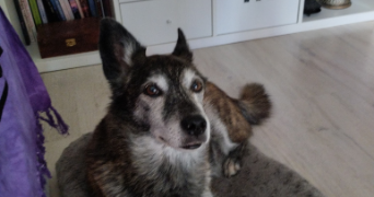 delphine pet sitter à NANTES 44200_2