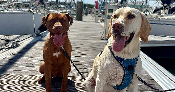 charline pet sitter à VILLEPARISIS 77270_1