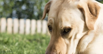 quentin dog sitter à DOUVAINE 74140_2