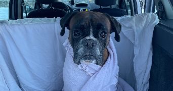 margot pet sitter à ANNECY 74000_2