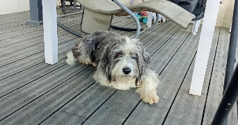 aurelie pet sitter à Sadournin 65220_3