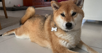 alexia pet sitter à JOUE LES TOURS 37300_8