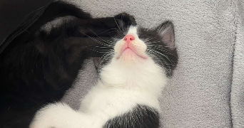 marie pet sitter à VOURLES 69390_0