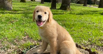 cyprien pet sitter à NANTES 44300_6