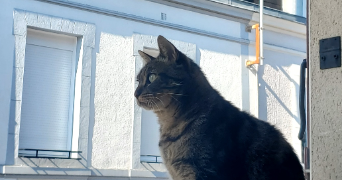 théa pet sitter à REIMS 51100_3