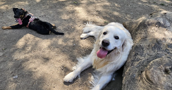 juliette pet sitter à TOURCOING 59200_1