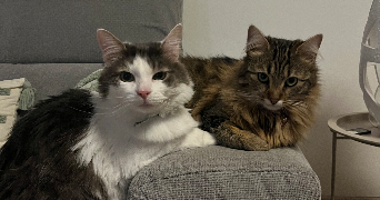 aurélie pet sitter à SAINS EN GOHELLE 62114_2