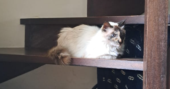 lounéa pet sitter à NANTES 44000_1