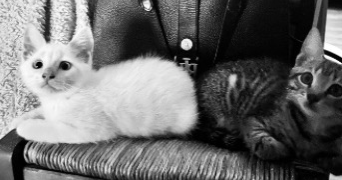 charlotte pet sitter à PERIGUEUX 24000_2