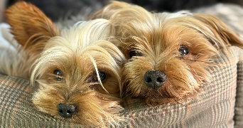 bruno pet sitter à Guilherand-Granges 07500_7