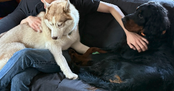 dewitt pet sitter à DRAVEIL 91210_1