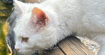 océane pet sitter à BERSON 33390_3