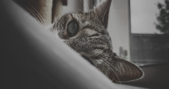 thibault pet sitter à ANGERS 49000_3