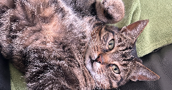 dorine pet sitter à COMPIEGNE 60200_1