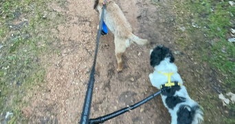 tiziana pet sitter à TALENCE 33400_5