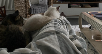 gabrielle pet sitter à BAGNEUX 92220_2