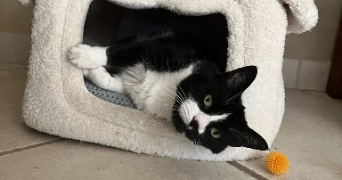 mireille pet sitter à MONTELIMAR 26200_1
