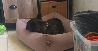 nolwenn pet sitter à CLOHARS CARNOET 29360_7