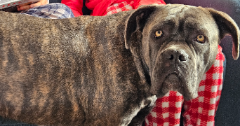 audrey pet sitter à MONTFRIN 30490_6