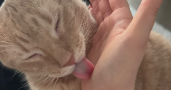 susan pet sitter à THIAIS 94320_5