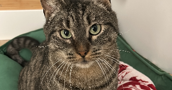 faustine pet sitter à Belfort 90000_5