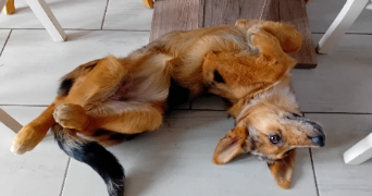 charlotte pet sitter à AMBERT 63600_1