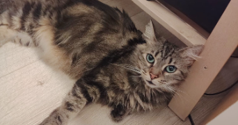 charlene pet sitter à HONFLEUR 14600_2