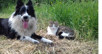 charline pet sitter à ARTIGUES PRES BORDEAUX 33370_2