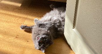 yona pet sitter à PERPIGNAN 66000_3