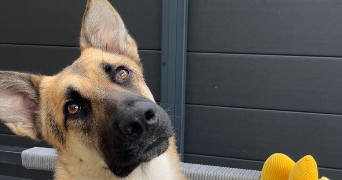 marylou pet sitter à ST PAUL DE VARCES 38760_0