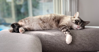 estelle pet sitter à MERIGNAC 33700_1