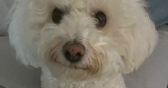 maëlle pet sitter à MITRY MORY 77290_3
