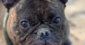 laurence pet sitter à PARIS 20 75020_3