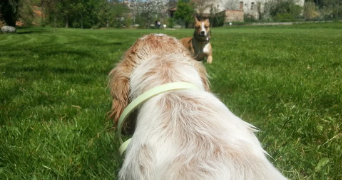 hakim pet sitter à CASTRES 81100_5